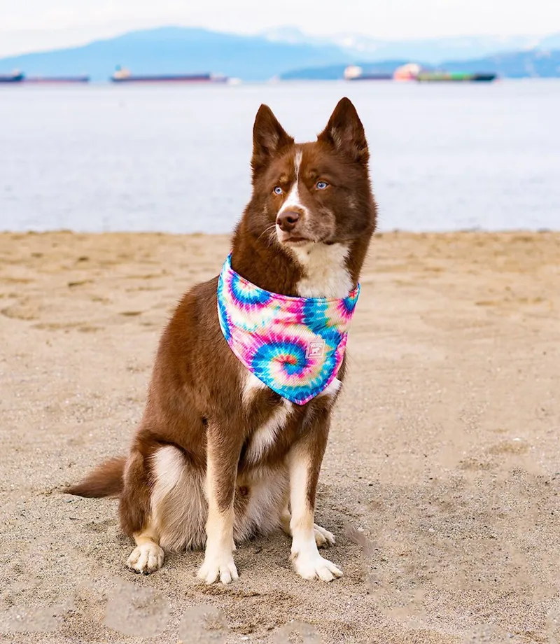 CANADA POOCH Tie Dye Cooling Dog Bandana Small